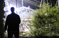 "The Night Shift" | Swisshome, Oregon | Site Specific Installation | 2007